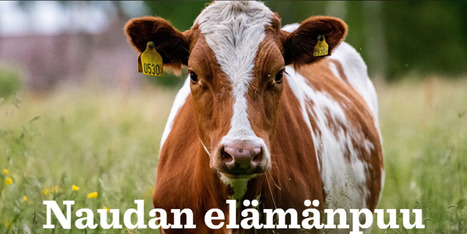 Etusivu | 1Uutiset - Lukemisen t&auml;hden | Scoop.it