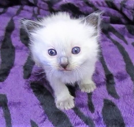 Flame Point Ragdoll Kittens For Sale In Denver