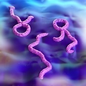 Combination Treatment Highlights Ebola’s Weak Spots | Ebola Outbreak 2014 | Scoop.it