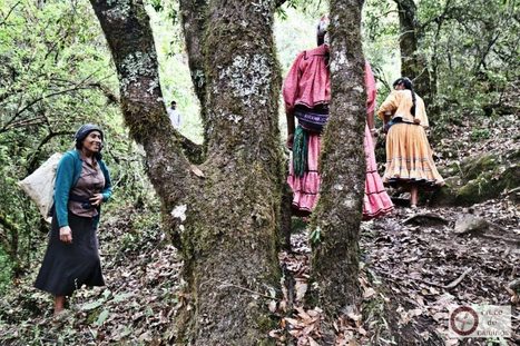 Y así fue… los Tarahumaras y los Mixes se encontraron en el camino - Más de México | Educación y Cultura Indígena | Scoop.it