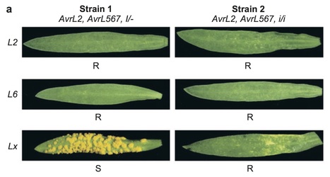 Annual Rev Phytopathol: Flax Rust Resistance Gene Specificity is Based on Direct Resistance-Avirulence Protein Interactions (2007) | Plants and Microbes | Scoop.it