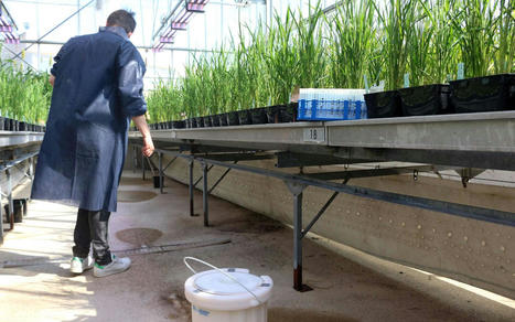Reportage à Montpellier avec des chercheurs qui étudient la respiration du riz sous l'eau | SCIENCES DU VEGETAL | Scoop.it