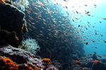 Les îles Marquises, un havre pour la biodiversité - LeMonde.fr | HALIEUTIQUE MER ET LITTORAL | Scoop.it
