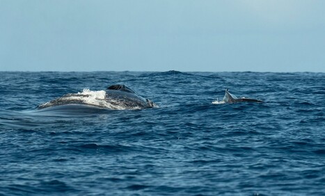 Une baleine &agrave; bosse identifi&eacute;e &agrave; La R&eacute;union 14 ans apr&egrave;s son passage &agrave; Madagascar &ndash; Free Dom | Revue de presse C&eacute;tac&eacute;s | Scoop.it