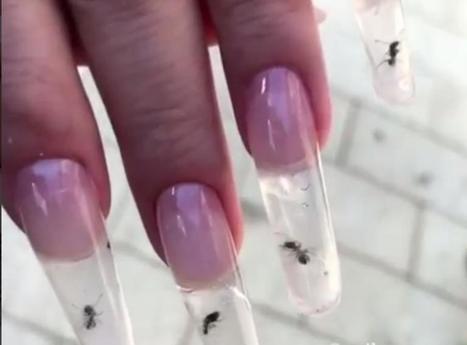 Des faux ongles avec des fourmis vivantes : la «tendance» manucure qui choque le web (vidéos) | Variétés entomologiques | Scoop.it