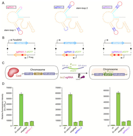 Design of base editing systems with tunable editing hotspots within a defined window through sgRNA engineering | mre | RMH | Scoop.it