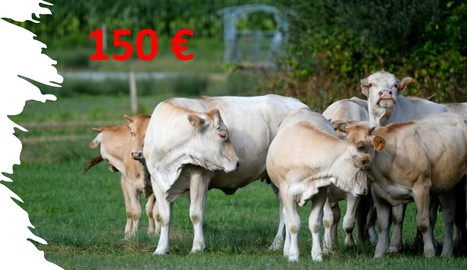 150 euros par vache: une nouvelle mesure de défiscalisation pour les éleveurs bovins | Lait de Normandie... et d'ailleurs | Scoop.it