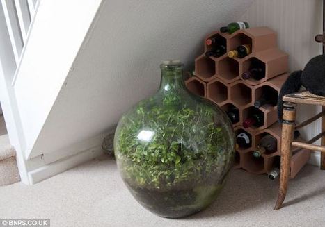 This Garden In A Bottle Has Been Thriving Since 1960: Sealed in its own ecosystem and watered just once in 53 years | Vintage Living Today For A Future Tomorrow | Scoop.it