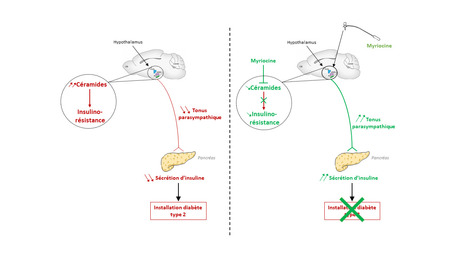 Le métabolisme des céramides hypothalamiques intervient dans l’insulino-résistance centrale et dans le contrôle de l’homéostasie glucidique durant l’installation du diabète de type 2 | Life Sciences Université Paris-Saclay | Scoop.it