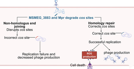 Mycobacterial non-homologous end joining is required for antiphage defense | nar | RMH | Scoop.it