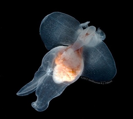 Amazing Sea Butterflies Are the Ocean’s Canary in the Coal Mine | OUR OCEANS NEED US | Scoop.it