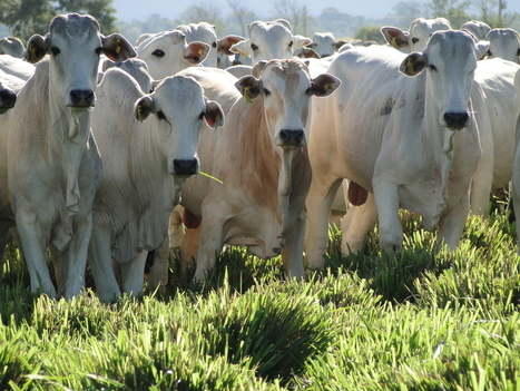 Les accords de libre-&eacute;change inqui&egrave;tent les agriculteurs espagnols | EUROPES | Scoop.it