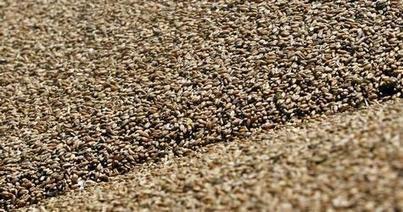 Egypt Buys 1.7 Million Tons of Wheat in 100 | MED-Amin network | Scoop.it