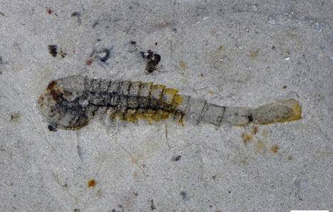 Vers, m&eacute;duses&hellip; Une centaine d&rsquo;esp&egrave;ces animales anciennes et inconnues d&eacute;couverte en Chine | Biodiversit&eacute; - @ZEHUB on Twitter | Scoop.it