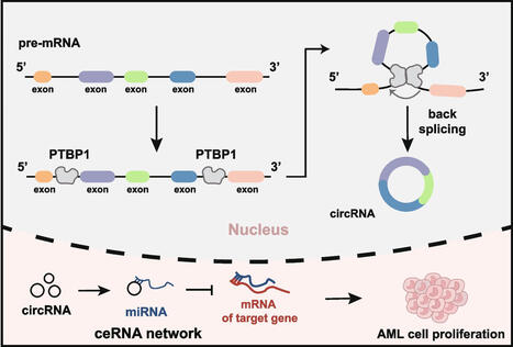 Transcriptome analysis reveals PTBP1 as a key regulator of circRNA biogenesis | BMC | RMH | Scoop.it