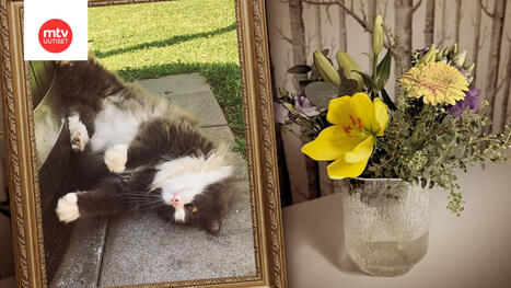 Alma-kissa menehtyi yll&auml;tt&auml;en &ndash; syy mysteeriin varmistui, kun Mia jutteli lastensa kanssa | 1Uutiset - Lukemisen t&auml;hden | Scoop.it