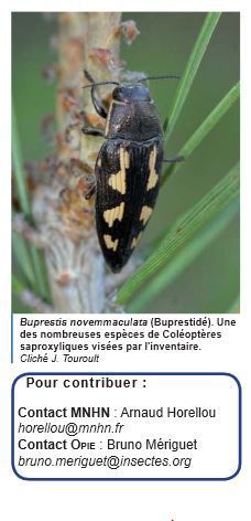 Inventaire national des Coléoptères saproxyliques - "SAPROX" | Variétés entomologiques | Scoop.it