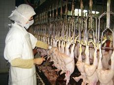 Conformité UE: la volaille française prend un coup sur le bec | La Gazette des abattoirs | Scoop.it
