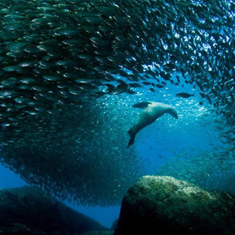 Defending the Gulf of California's Coastline - Video Report | OUR OCEANS NEED US | Scoop.it