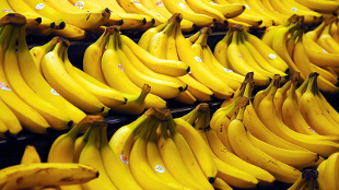 The Scientist: The Beginning of the End for Bananas? | Plants and Microbes | Scoop.it