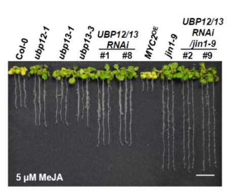 The Deubiquitinating Enzymes UBP12 and UBP13 Positively Regulate MYC2 Levels in Jasmonate Responses | The Plant Cell | Scoop.it