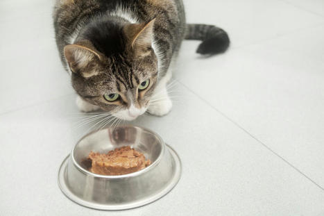 The Food You Feed Your Pet May Contain Endangered Shark Meat - EcoWatch.com | Agents of Behemoth | Scoop.it