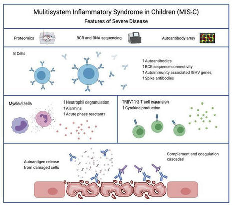 JCI - The autoimmune signature of hyperinflammatory multisystem inflammatory syndrome in children | AUTOIMMUNITY | Scoop.it