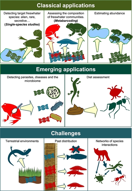 Environmental DNA and metabarcoding for the study of amphibians and reptiles: species distribution, the microbiome, and much more in: Amphibia-Reptilia | Biodiversité | Scoop.it