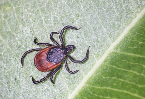 Alongshan virus. A new Virus Infecting People in China, and Ticks May Be the Culprit | Virus World | Scoop.it