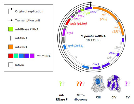 Schizosaccharomyces pombe as a fundamental model for research on mitochondrial gene expression: Progress, achievements and outlooks | I2BC Paris-Saclay | Scoop.it