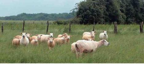 Loi d'avenir de l'agriculture.                        De nouveaux outils législatifs pour orienter la politique nationale - 22-01-2014 - PATRE | SCIENCES DE L' ANIMAL | Scoop.it