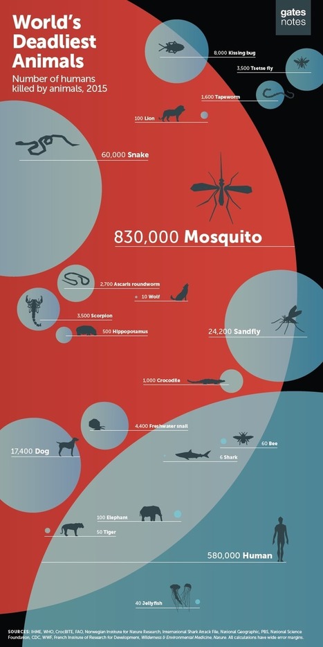 L’animal de loin le plus dangereux pour l’homme est le moustique | Variétés entomologiques | Scoop.it