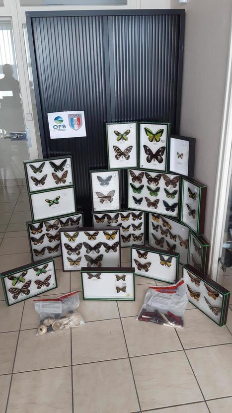 Somme. Des papillons protégés aux enchères - Le Journal d'Abbeville | Biodiversité | Scoop.it