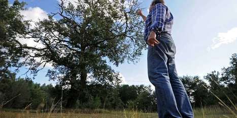 Les chênes des airials, caractéristiques du paysage des Landes, sont en danger | Paysage - Environnement | Scoop.it
