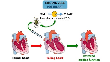 PDE4HEART : Gene therapy with phosphodiesterases to treat heart failure | Life Sciences Université Paris-Saclay | Scoop.it