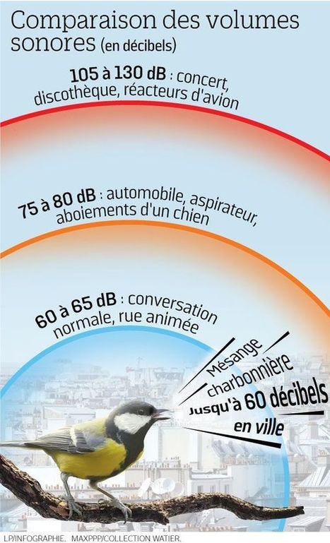 Pollution sonore : les oiseaux ne s'entendent plus chanter | EntomoNews | Scoop.it