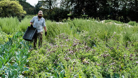 Un monde sans pesticides : deux experts explorent les voies de l'agroécologie | RSE et Développement Durable | Scoop.it