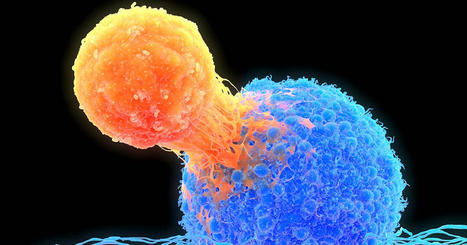 New computational method opens window into immune cell behavior | Daily Newspaper | Scoop.it