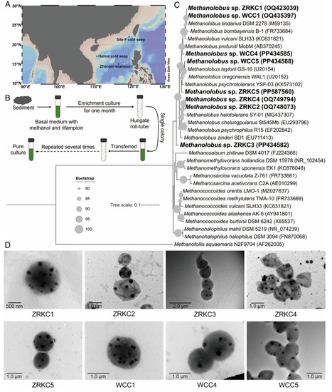 Polyphosphate affects the growth and methanogenesis of deep-sea methanogenic archaea | pnas | RMH | Scoop.it
