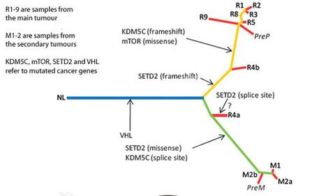 A world within a tumour – new study shows just how complex cancer can be | Longevity science | Scoop.it