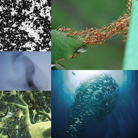 Transports : L&rsquo;intelligence des r&eacute;seaux biologiques - Partie 2 - Biomimesis | EntomoScience | Scoop.it