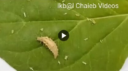 La chrysope, une "tueuse professionnelle" | Variétés entomologiques | Scoop.it
