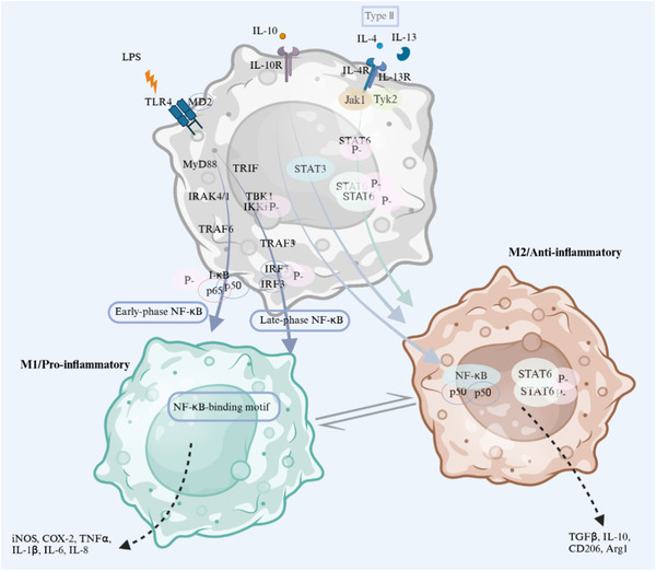 Macrophages: Redefining extracellular matrix architecture through phenotypic switches as therapeutic targets&nbsp; | Interventional Cardiology | Scoop.it
