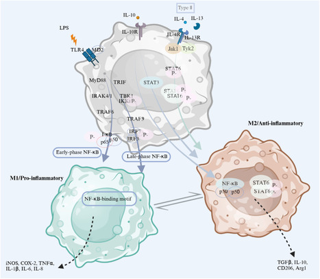 Macrophages: Redefining extracellular matrix architecture through phenotypic switches as therapeutic targets&nbsp; | Interventional Cardiology | Scoop.it