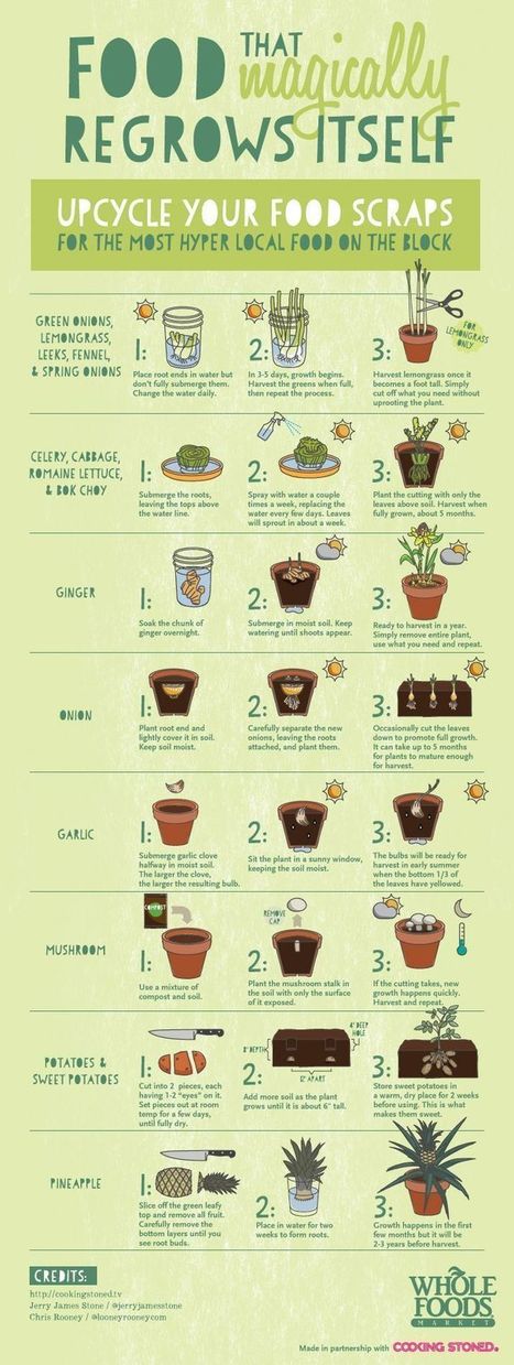 Upcycle your food scraps | 1001 Gardens ideas ! | Scoop.it