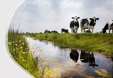 Pays-Bas : 83% des exploitations laitières avec pâturage ?! | Lait de Normandie... et d'ailleurs | Scoop.it