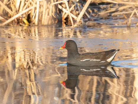 Torstaina Suomenojan lintulammilla | 1Uutiset - Lukemisen t&auml;hden | Scoop.it