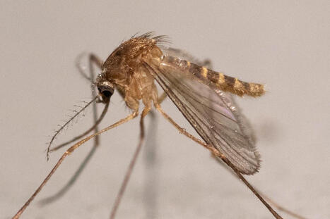 Le virus West Nile flambe en France, atteignant un record de 145&nbsp;cas humains | EntomoNews | Scoop.it