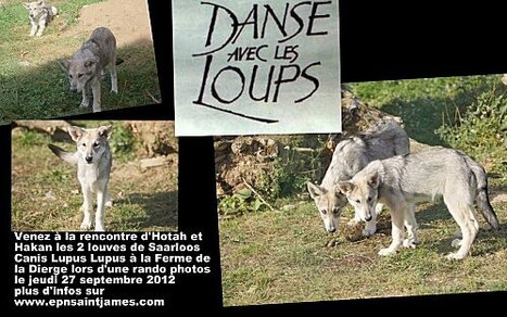 Une danse avec les loups, ça vous tente ????? - EPN SAINT JAMES | EPN-Actu | Scoop.it