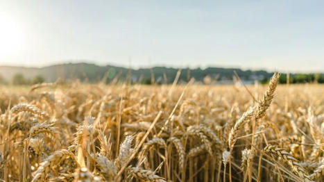 Euronext - Le blé bondit de 10 €/t sur Euronext - Terre-net | Agriculture et Alimentation Durable Méditerranéenne | Scoop.it